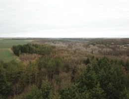 Vignette - Forestière - Forêt feuillue à 1 heure de Paris