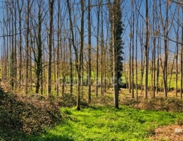 Vignette - Foncière - A VENDRE TERRAIN DE LOISIR A PANCE (35)