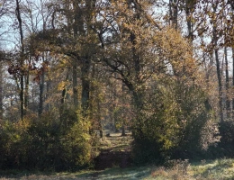 Vignette - Forestière - Bois de chasse à la palombe 32 GERS