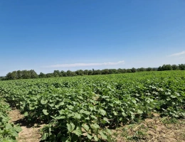 Vignette - Agricultural - For sale Allier farm of 107 hectares mainly cereals