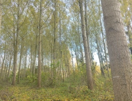 Vignette - Forestière - Jeunes peupleraies à fort potentiel sur sol productif – Loiret