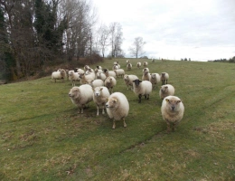 Vignette - Agricole - Corps de ferme