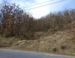 Vignette - Forestière - Terrain boisé – forêt
