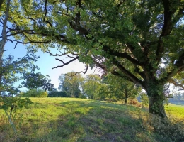 Vignette - Foncière - Terrain agricole