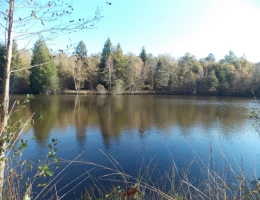 Vignette - Forestière - Etang