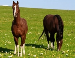 Vignette - Équestre - PROPRIETE avec FERME rénovée T8 - TERRAIN de 7100 m2 proche CHARMES (88)
