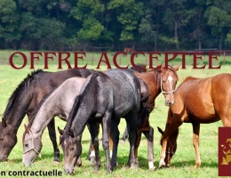 Vignette - Équestre - Structure équestre 13 hectares