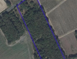 Vignette - Forest - Vente bois   Parcelles forestières à VESDUN (Cher)