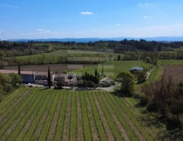 Vignette - Vineyard - Vineyard