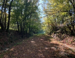 Vignette - Forestière - Vends étang de 5000m2 sur 10ha 83 a 43ca de bois et de prairies en bordure de rivière