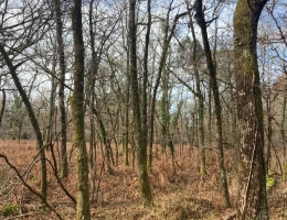 Vignette - Forestière - Vends forêt - 24 ha environ - Gironde - Nord de Bordeaux - Blayais