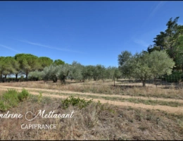 Vignette - Agricultural - Terrain à vendre  SAINT THIBERY (34)