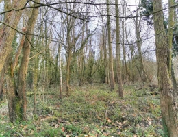 Vignette - Rurale - Parcelle boisée 1ha4 en bordure de ruisseau