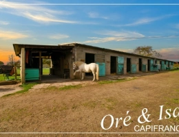 Vignette - Équestre - Propriete à vendre 7 pièces REIGNY (18)