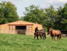 Vignette - Équestre - haras d’exception d’environ 67 hectares