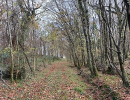 Vignette - Forestière - Forêt à très bon potentiel sylvicole et cynégétique