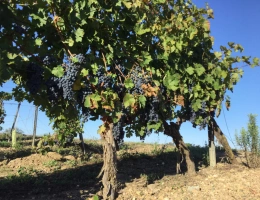 Vignette - Viticole - Propriete viticole bio AOP Faugères à vendre  ROQUESSELS (34) 9,8ha de vignes 28ha de landes caves 572m²