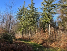 Vignette - Forestière - Domaine rural entre Lyon et Genève : 190 ha avec forêts, terres agricoles et étangs