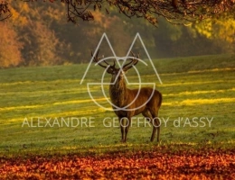Vignette - Forestière - Exceptionnel domaine de chasse de 800 ha situé dans le val de Loire comprenant un château du XVème remanié au XIXème entièrement restauré