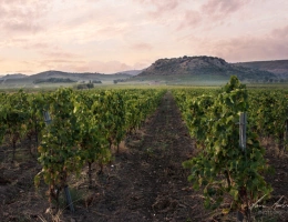 Vignette - Viticole - Propriete viticole bio AOP Faugères à vendre  ROQUESSELS (34) 9,8ha de vignes 28ha de landes caves 572m²