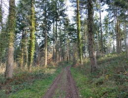 Vignette - Forestière - Massif forestier productif aux portes de Clermont-Ferrand — Douglas et peuplements diversifiés