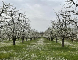 Vignette - Prestige - Propriété arboricole