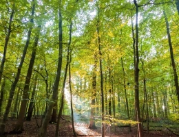 Vignette - Forestière - Parcelle de bois CEAUCE (61)