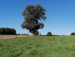 Vignette - Agricole - Propriete à vendre 1 pièces CEAUCE (61)