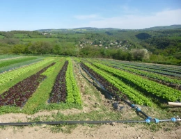 Vignette - Agricultural - Belle exploitation maraichère très bien située