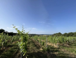 Vignette - Vineyard - Land