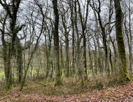 Vignette - Forest - Patrimoine forestier de 17 ha en Haute-Marne