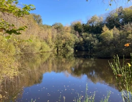 Vignette - Forest - Sell ​​pond of 5000m2 on 10ha 83 to 43ca of woods and meadows along the river