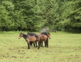 Vignette - Prestige - Propriete à vendre avec FERME rénovée T4 proche axe EPINAL / XERTIGNY (88) sur environ 1 hectare pleine nature