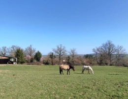 Vignette - Équestre - Maison à vendre Le Breuil