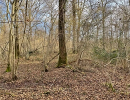 Vignette - Forestière - Forêt de chênes 130 ha - Nièvre