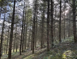 Vignette - Forestière - FORÊT DE PRODUCTION RÉSINEUSE