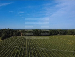 Vignette - Agricultural - Farming property