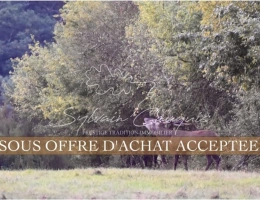 Vignette - Forest - 230-hectare hunting and leisure estate in Sologne