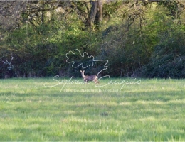 Vignette - Forestière - Propriété de Chasse ou d'Agrément de 39 hectares