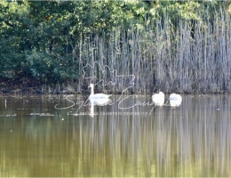 Vignette - Forestière - Propriété de Pêche ou d'Agrément de 5 hectares en Forêt d'Orleans