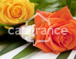 Vignette - Agricole - Terrain Agricole à vendre à Mtsapéré MAMOUDZOU (976)