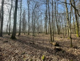 Vignette - Forestière - Forêt feuillue à dominante chêne de 9,10 ha en Champagne humide