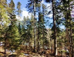 Vignette - Forestière - Propriété forestière de 3,12 ha dans le Haut-Jura