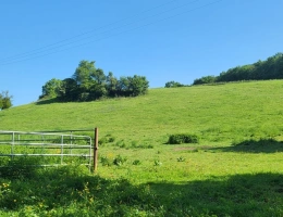Vignette - Équestre - Terrain agricole sur 6 hectares, bois, sources, compteur électrique et eau, clos, abri animaux, chevaux