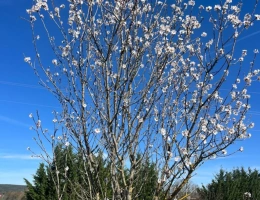 Vignette - Rurale - Terrain de loisirs de 2600m² à vendre à COLLIAS (30) - Environnement naturel privilégié