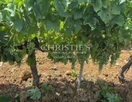 Vignette - Viticole - Propriété viticole en AOC Bordeaux et Graves de Vayres – Libournais