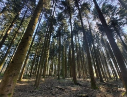 Vignette - Forest - Forêt de production résineuse – important stock de bois sur pied