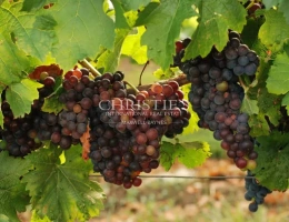 Vignette - Viticole - A vendre excellente parcelle de vignes en AOC Saint-Émilion