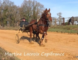 Vignette - Equestrian - Sarthe (72) department, for sale in La Féré-Bernard - 5-room property of 120 m² - 10 hectares of lan