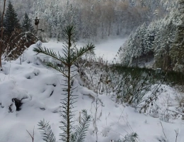 Vignette - Forestière - Lot de parcelles forestières au Nord de l’Ardèche